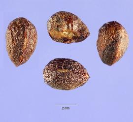   Seeds:   Choisya dumosa ; Photo by S. Hurst, USDA-NRCS Plants Database
